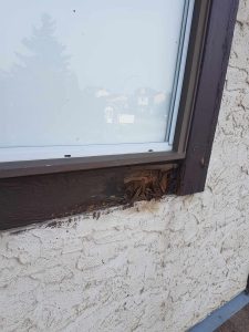 Rotten /old window and trims